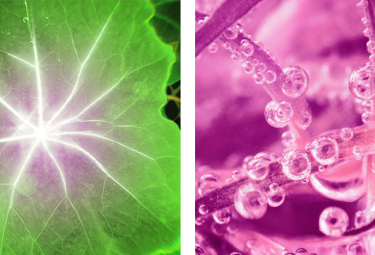 beauty mag elixir botanique bloco 2